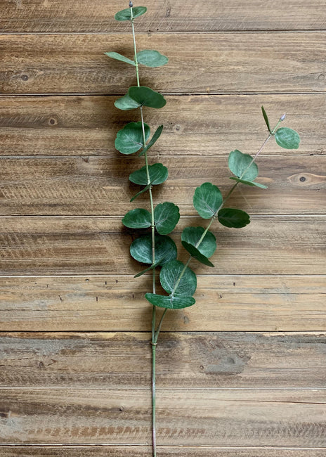 38" FRESH TOUCH SILVER DOLLAR EUCALYPTUS STEM - Magnolia Lane co. Home + Garden + Gift