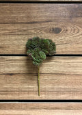 9" BURGUNDY GREEN FRESH TOUCH SEDUM PICK - Magnolia Lane co. Home + Garden + Gift