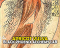 Apricot Vulva Perfume Oil