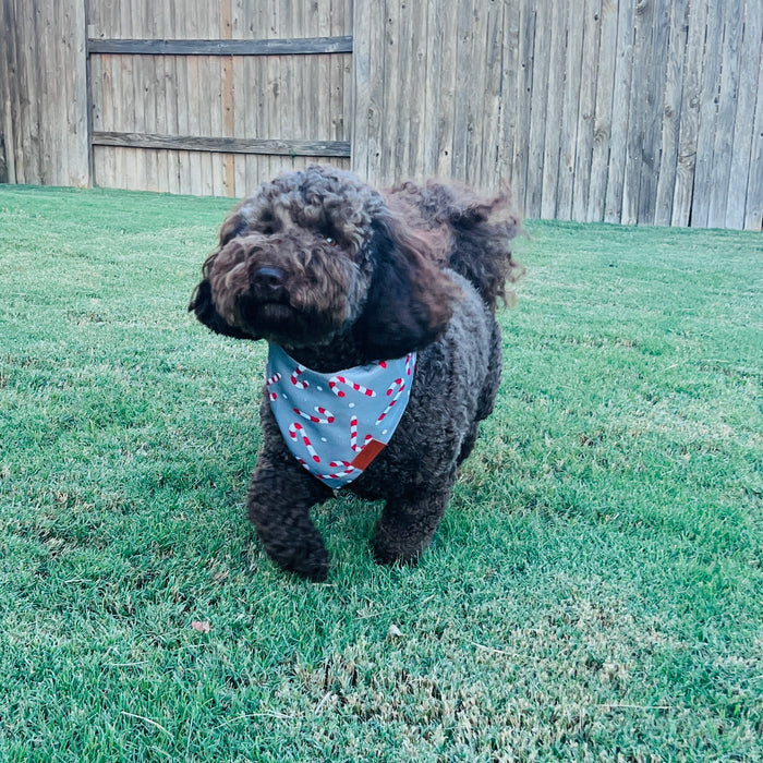 Candy Cane Fancy Band-Anas For Pets