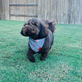Candy Cane Fancy Band-Anas For Pets