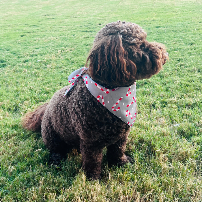 Candy Cane Fancy Band-Anas For Pets