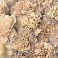 Knock Close Up - Image