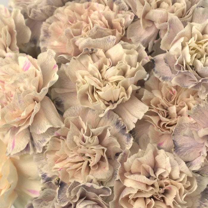 Knock Close Up - Image