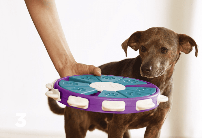 Engaging Dog Learning Toys