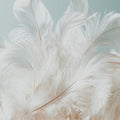 Featherlight | Fragrance Oil