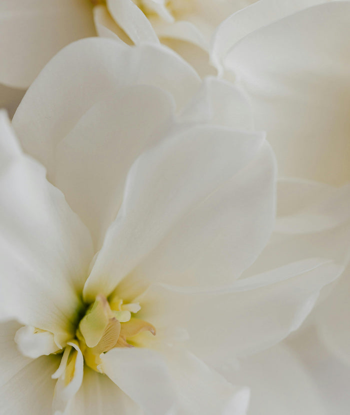 Fleur de Blonde Perfumed Body Oil