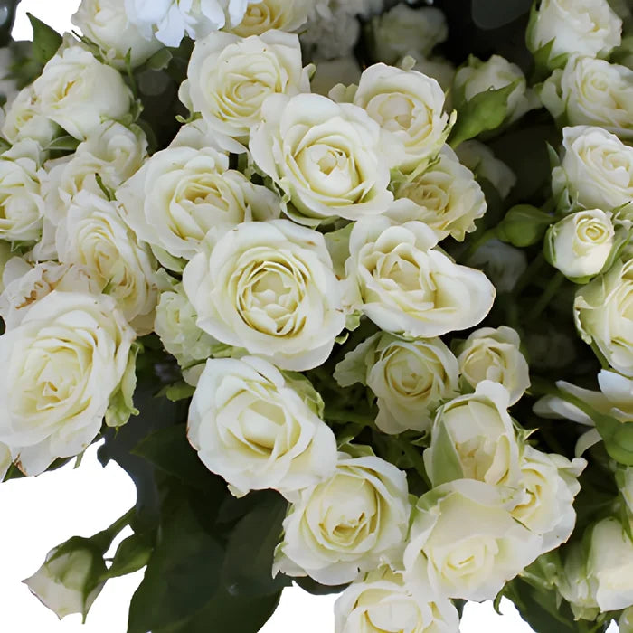Garden Delights White Spray Rose DIY Flower Kit Up Close