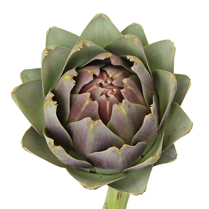 Hint of Purple Ornamental Artichoke