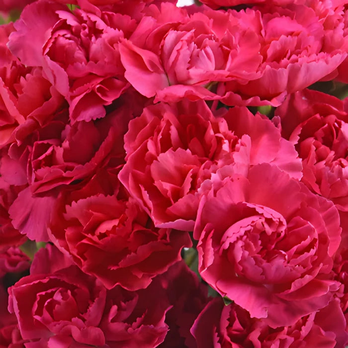 Hot Pink Mini Carnation Flowers