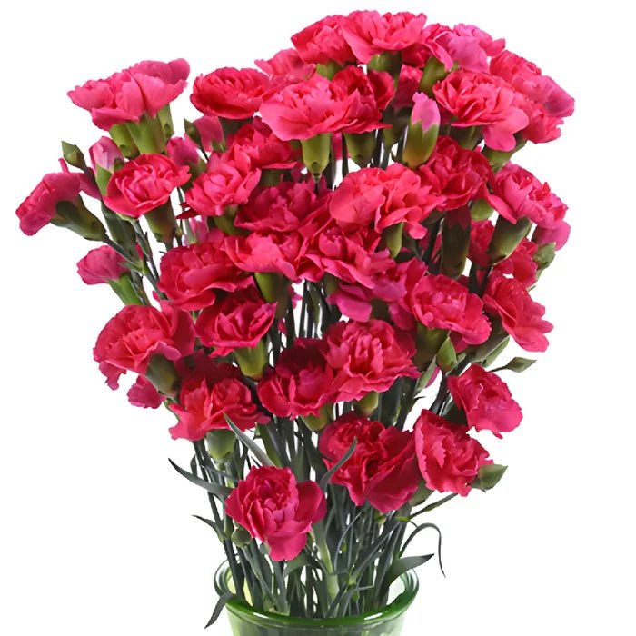 Campari Hot Pink Mini Carnation Flowers in a Vase