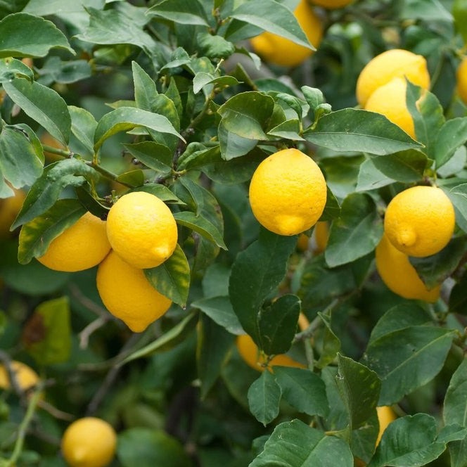 Lemon Essential Oil (Net Qty: 10 ml)