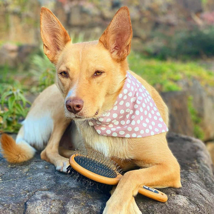 Dog wearing a polka dot bandana with a grooming brush on a rock.