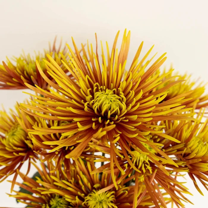 Neon Yellow Spider Mum Flowers Close Up - Image