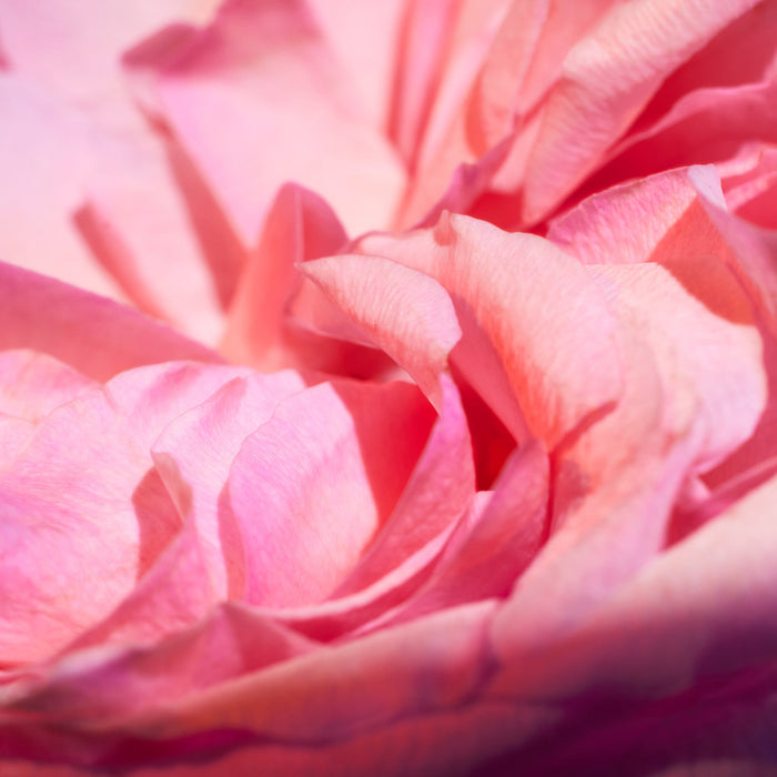 Close-up of a pink rose with soft focus
