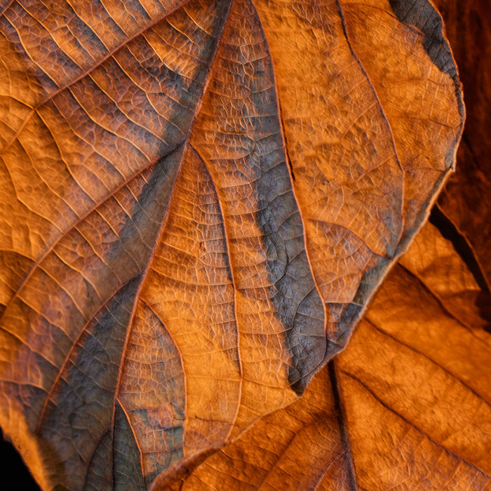 Close-up of a brown leaf with intricate vein patterns