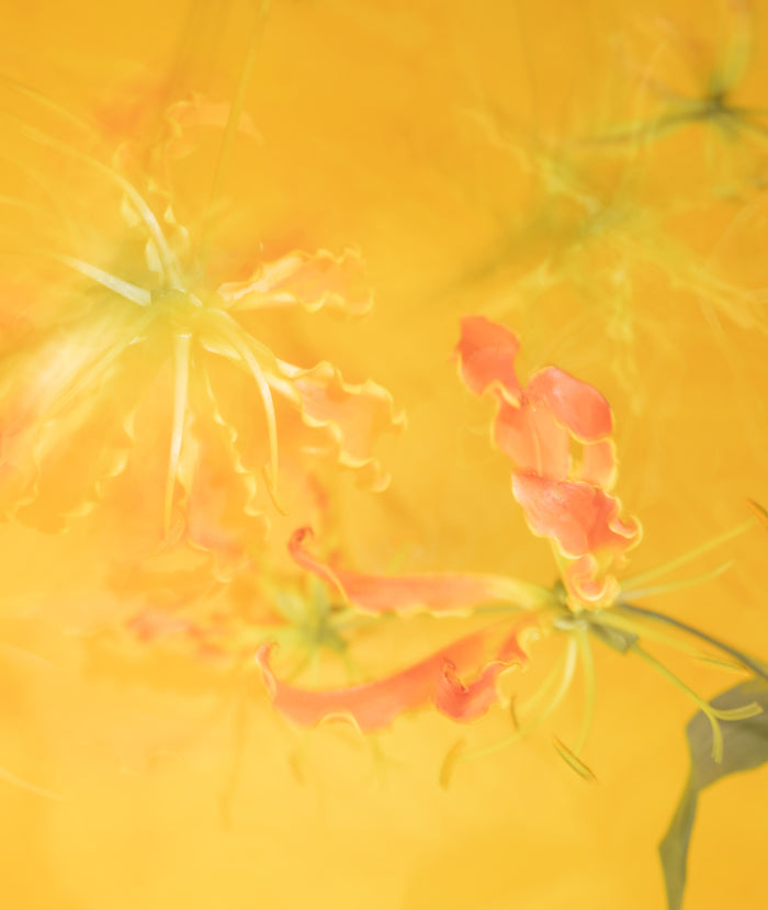 Papaye Tropique Fresh Mist