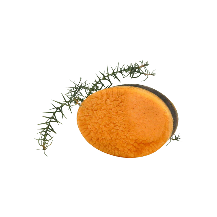Pine Myrtle Body Bar - Whitsunday Myrtle