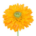 Pumpkin Orange Pot Marigold Calendula Flowers
