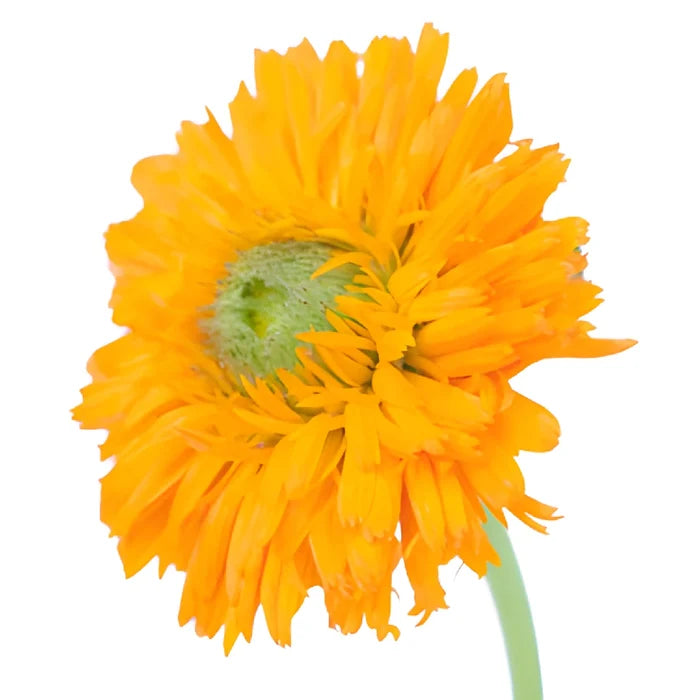 Pumpkin Orange Pot Marigold Calendula Flowers