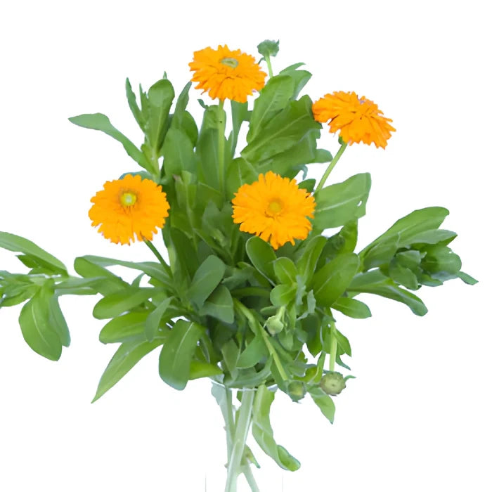 Pumpkin Orange Pot Marigold Calendula Flowers