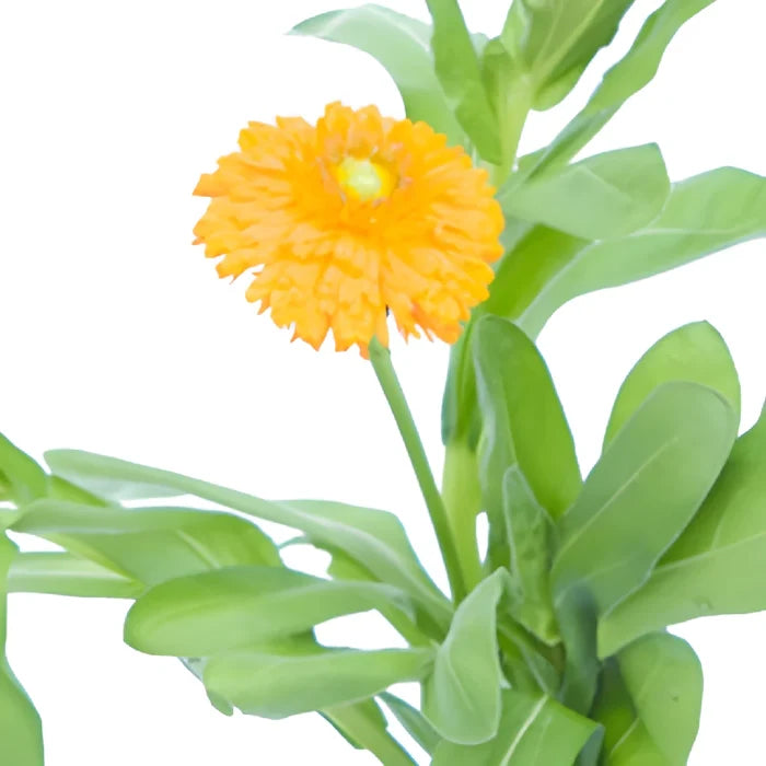 Pumpkin Orange Pot Marigold Calendula Flowers