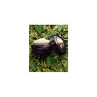 Shiseido Future Solution LX Total Regenerating Cream 1.7 oz / 50 mL