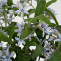Soft Blue Designer Tweedia Flower Close Up - Image