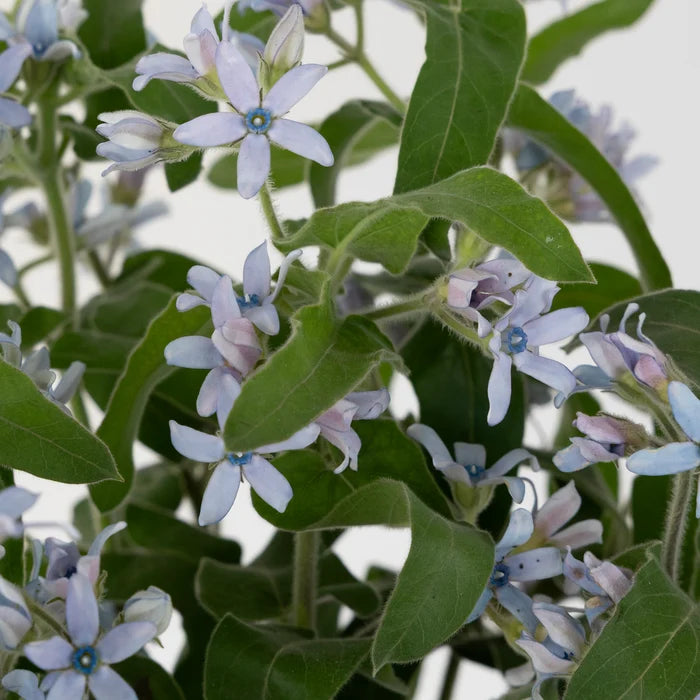Soft Blue Designer Tweedia Flower Close Up - Image
