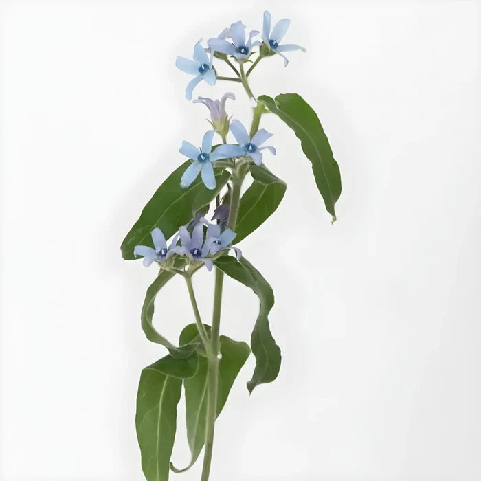 Soft Blue Designer Tweedia Flower Stem - Image