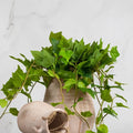 Trailing Ivy Bush 25" - Magnolia Lane co. Home + Garden + Gift