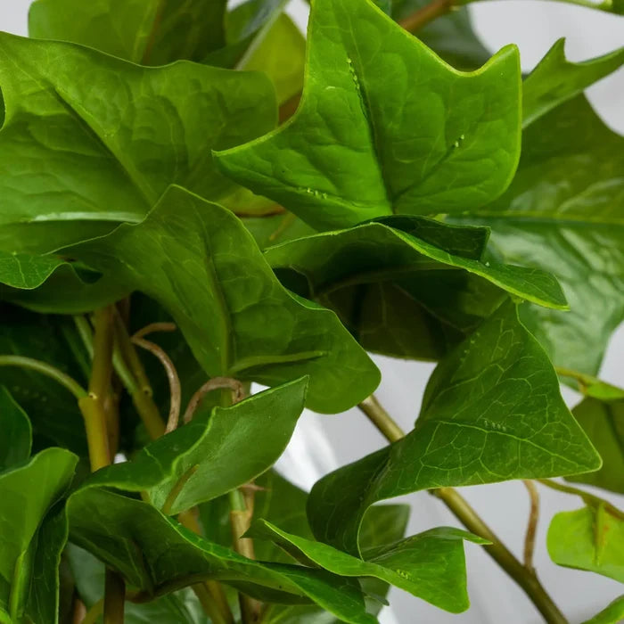 Trailing Ivy Bush 25" - Magnolia Lane co. Home + Garden + Gift