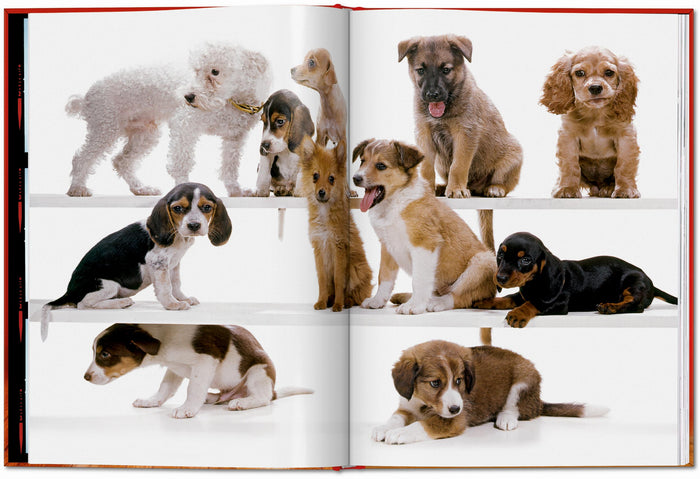 Walter Chandoha. Dogs. Photographs 1941–1991
