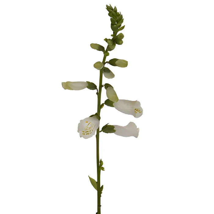 White Foxglove Flower
