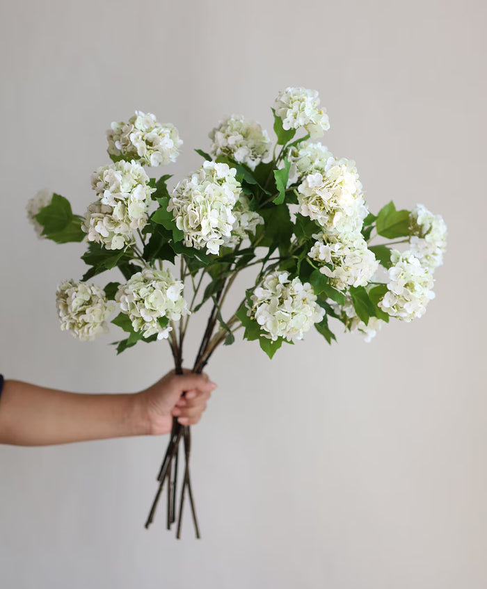 White Snowball Bush Viburnum Stem