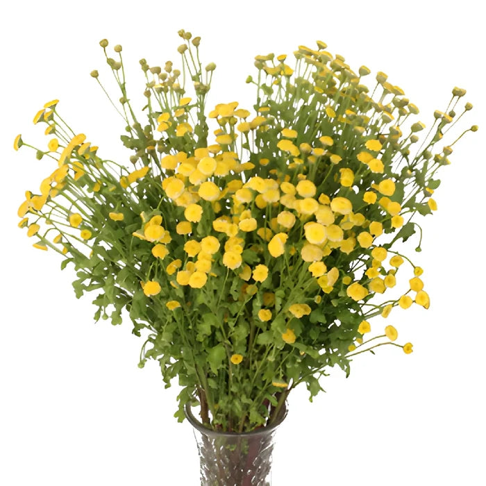 Yellow Button Feverfew